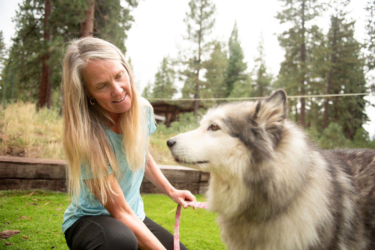File photo of a woman grooming her Alaskan Malamute dog. A dog DNA testing company in Toronto is in hot water after it allegedly determined an investigative reporter was part Alaskan Malamute, Shar-Pei and Labrador.