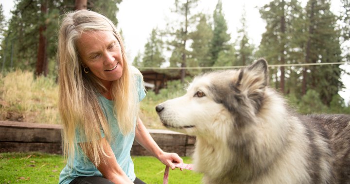 Een DNA-testbedrijf voor honden in Toronto identificeert de vrouw als een 40% Alaskan Malamute