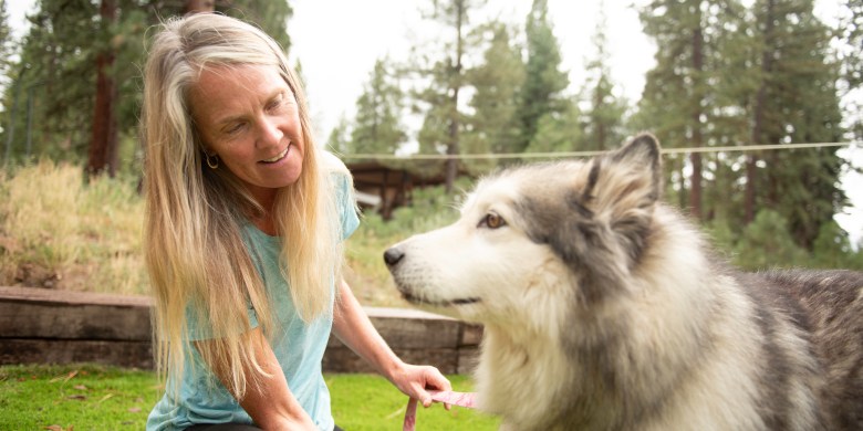 Toronto dog DNA testing company IDs woman as 40% Alaskan Malamute