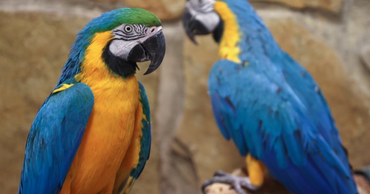 Смъртоносна епидемия от пситакоза, известна още като папагалска треска, се