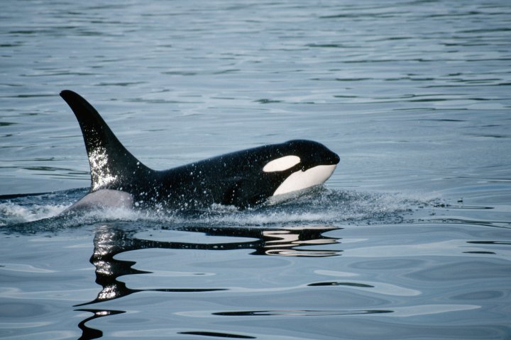 Lone orca filmed killing, eating a great white shark for 1st time