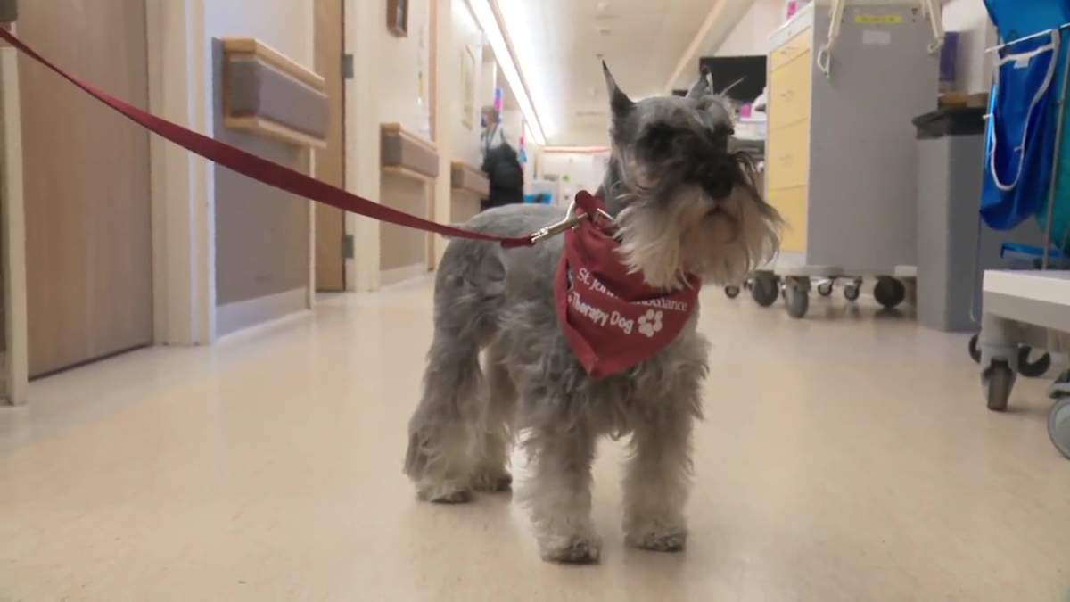 Ziggy the mini schnauzer