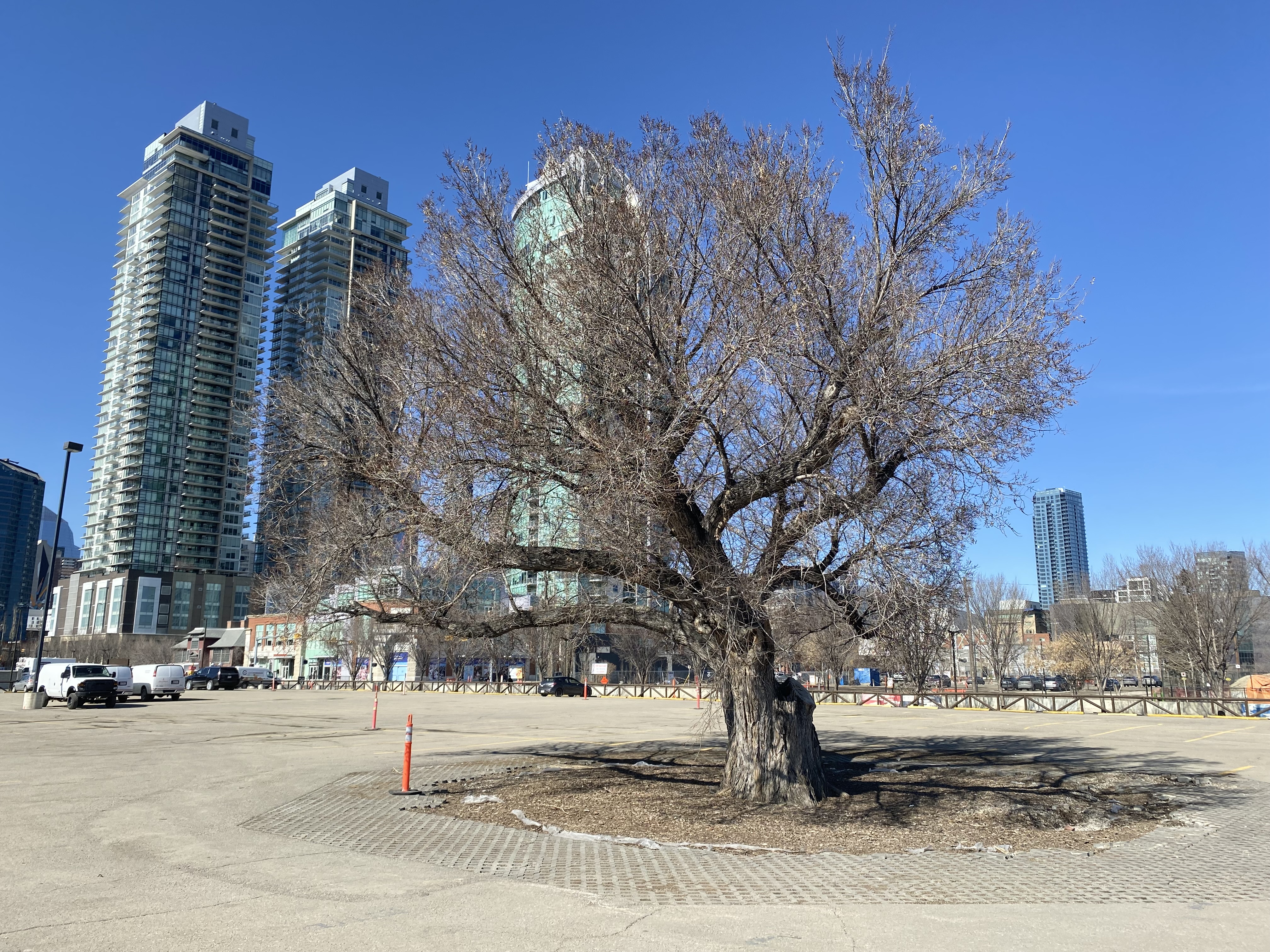 Calgary preparing relocation of street, building, tree for new event centre