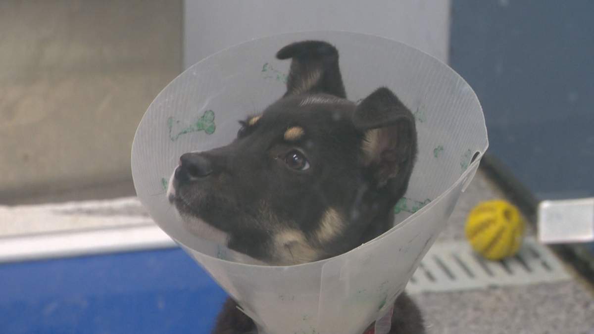 Mitch is a three month old, mixed breed looking for a new home.