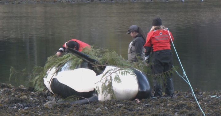 Общност на остров Ванкувър скърби за мъртва косатка, опитвайки се да обедини теле с шушулка