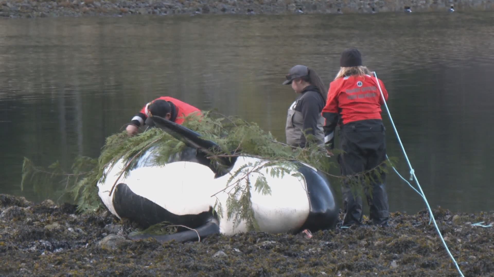 Vancouver Island community mourning dead orca, trying to unite calf with pod