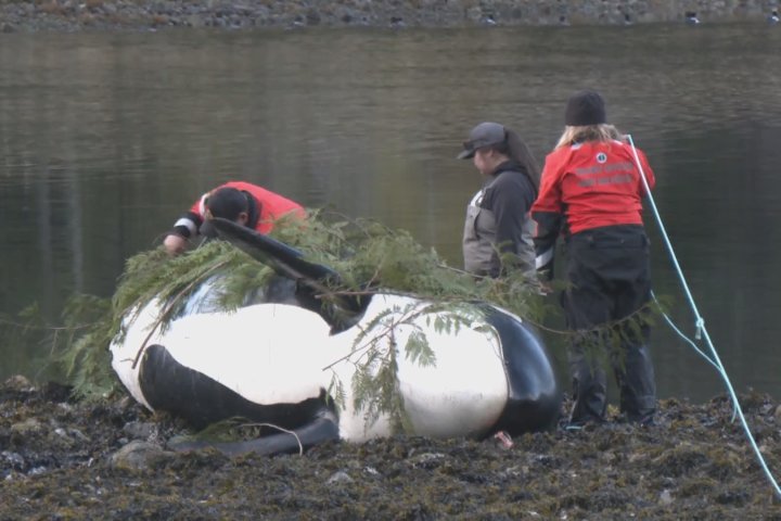 Vancouver Island community mourning dead orca, trying to unite calf with pod
