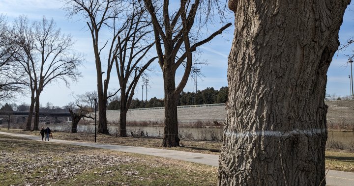 Близо две дузини дървета в Харис Парк се събарят за надграждане на стойност 2 милиона долара