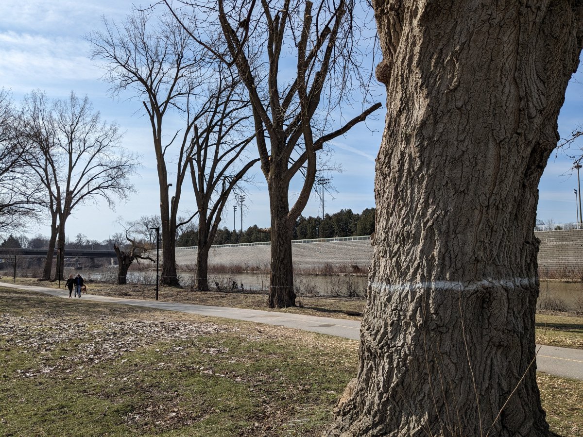 At least 25 trees in the park will have to be removed to make room for the construction, especially near the shoreline, where roots may intertwine with the erosion control structure.