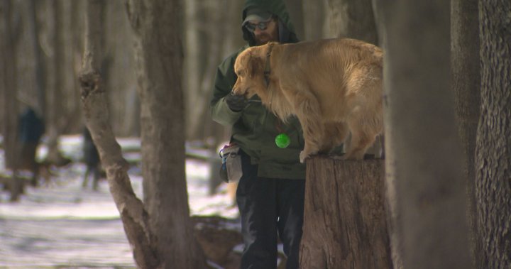 Назрява битка в Summit Woods на Westmount между собственици на кучета и опоненти
