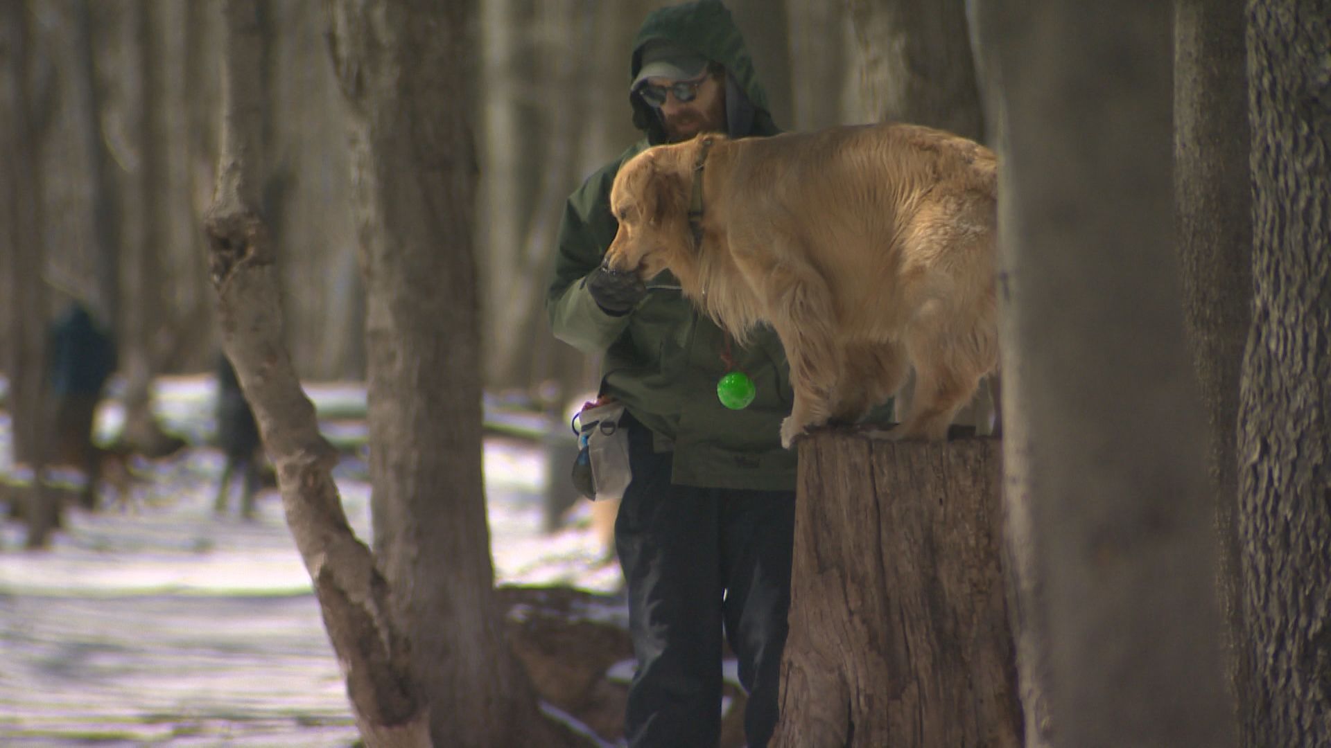 Battle brewing in Westmount’s Summit Woods between dog owners and opponents