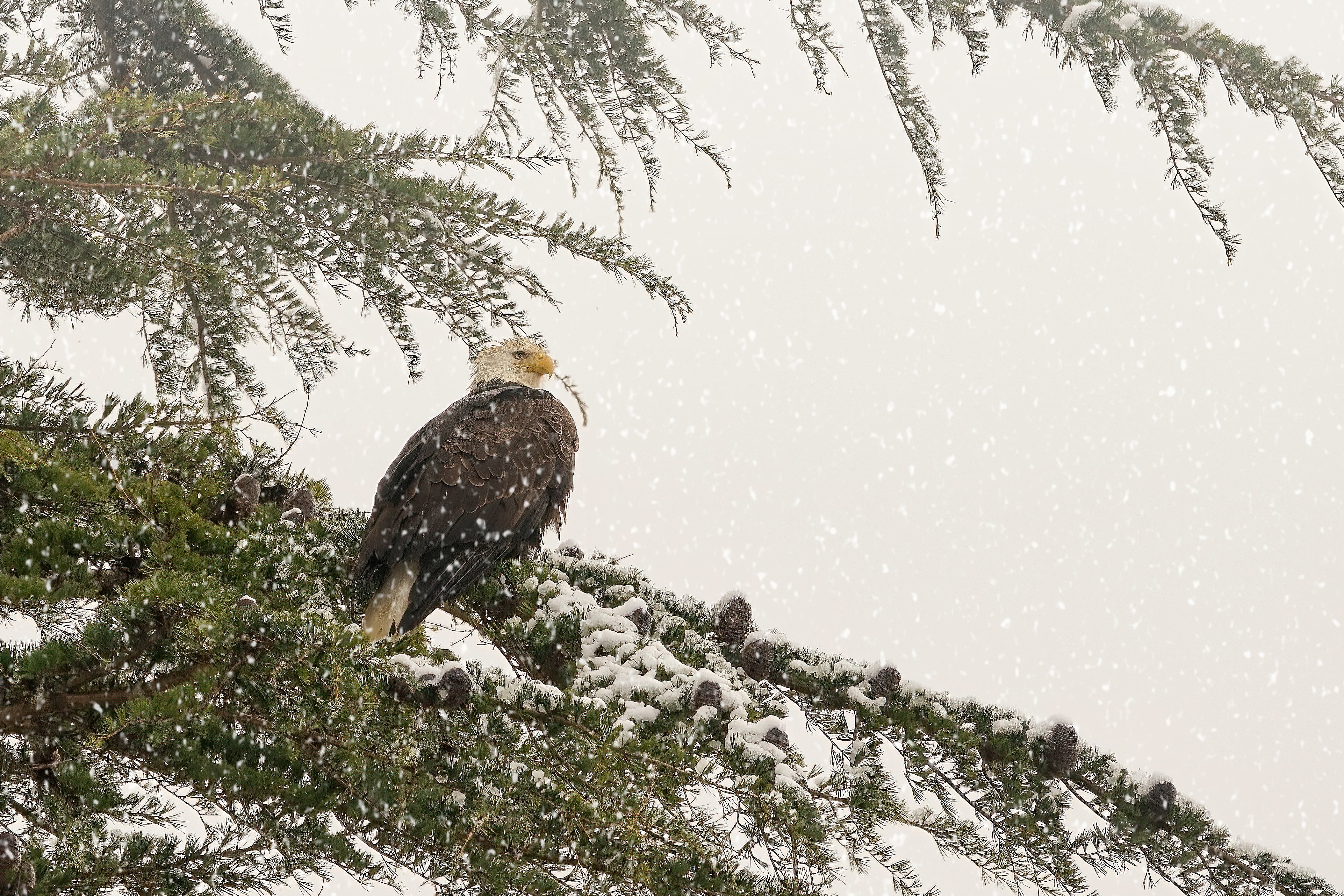 Зимното време наложи затваряне на училища и причини прекъсвания на