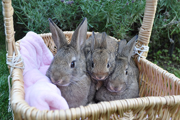 Three rabbits in a basket.