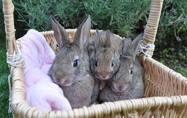 Домашни зайци са изоставени, казва организация за грижа за животните Okanagan