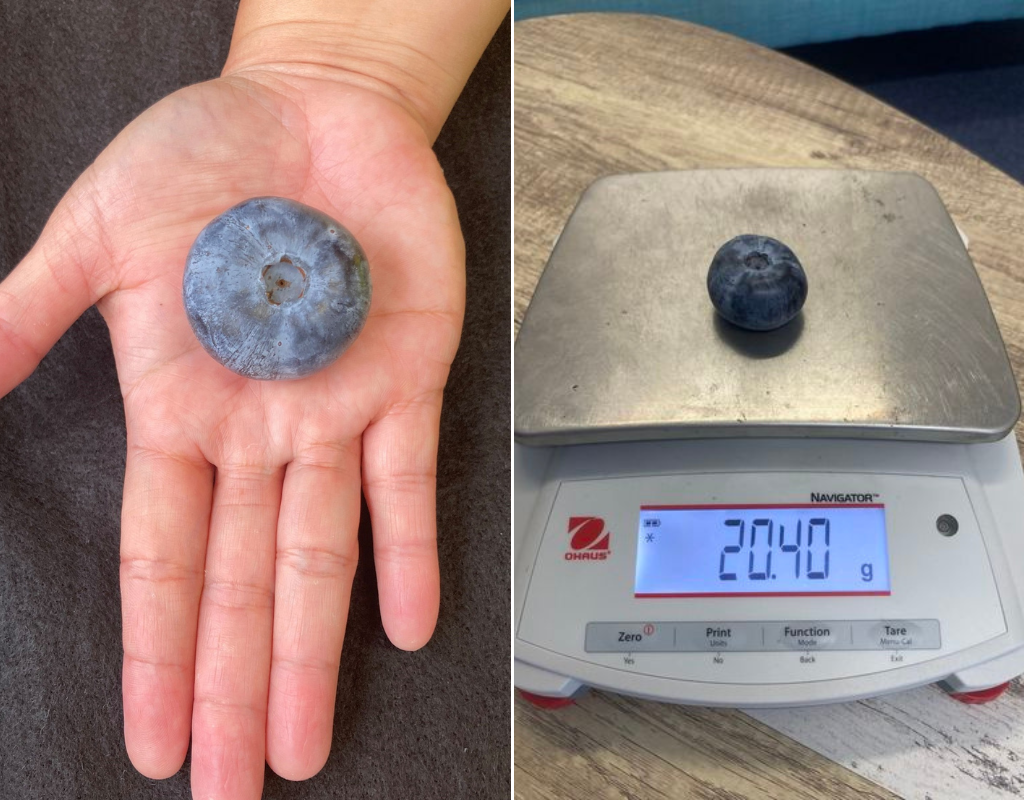 A split image of the giant blueberry, showing it in the palm of a hand and on a scale.