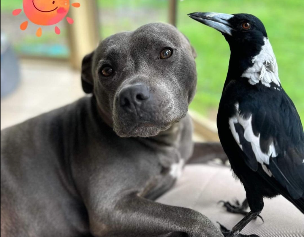 An Instagram photo of Peggy and Molly, a Staffordshire terrier and a wild magpie who became companions after Molly was rescued by Peggy's owners.