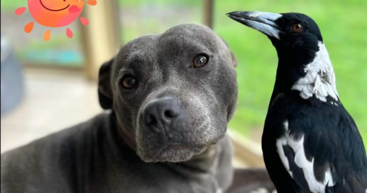 Свраката Моли: Известна птица, отделена от най-добрия приятел на кучето, предизвиква петиция