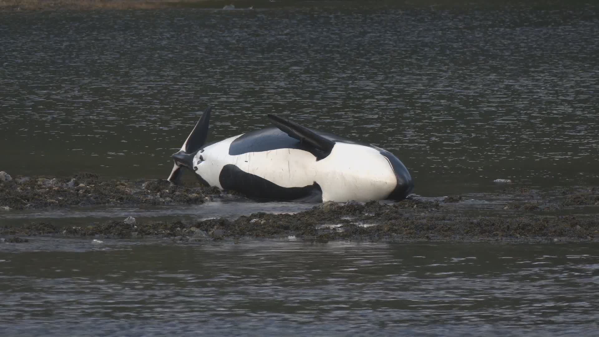Косалката Бигс умряла край пр н е Coast този уикенд беше бременна