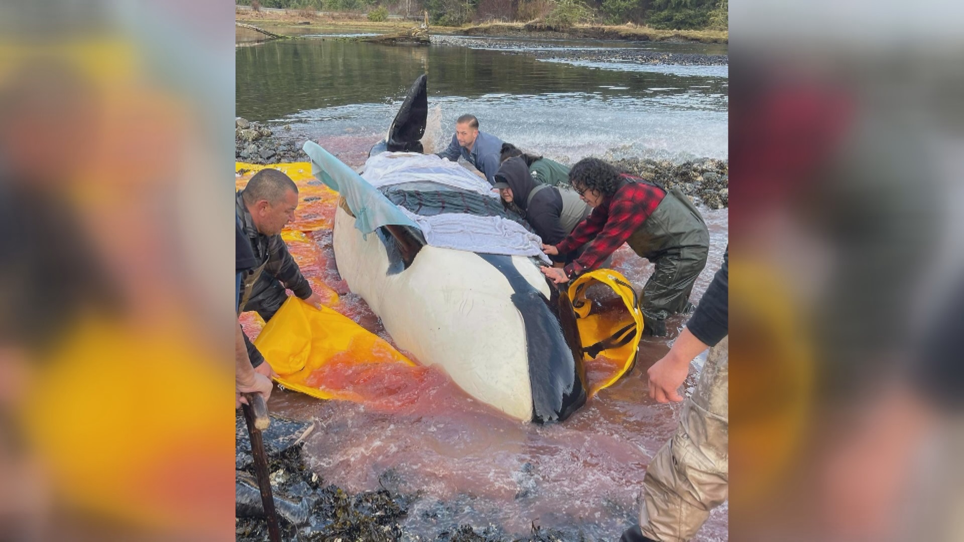 Това беше необичайна гледка която привлече вниманието на жител на
