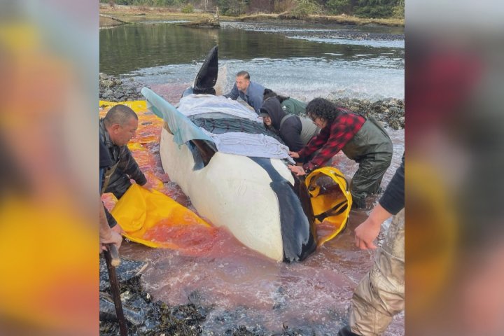 Vancouver Island community unable to save stranded orca