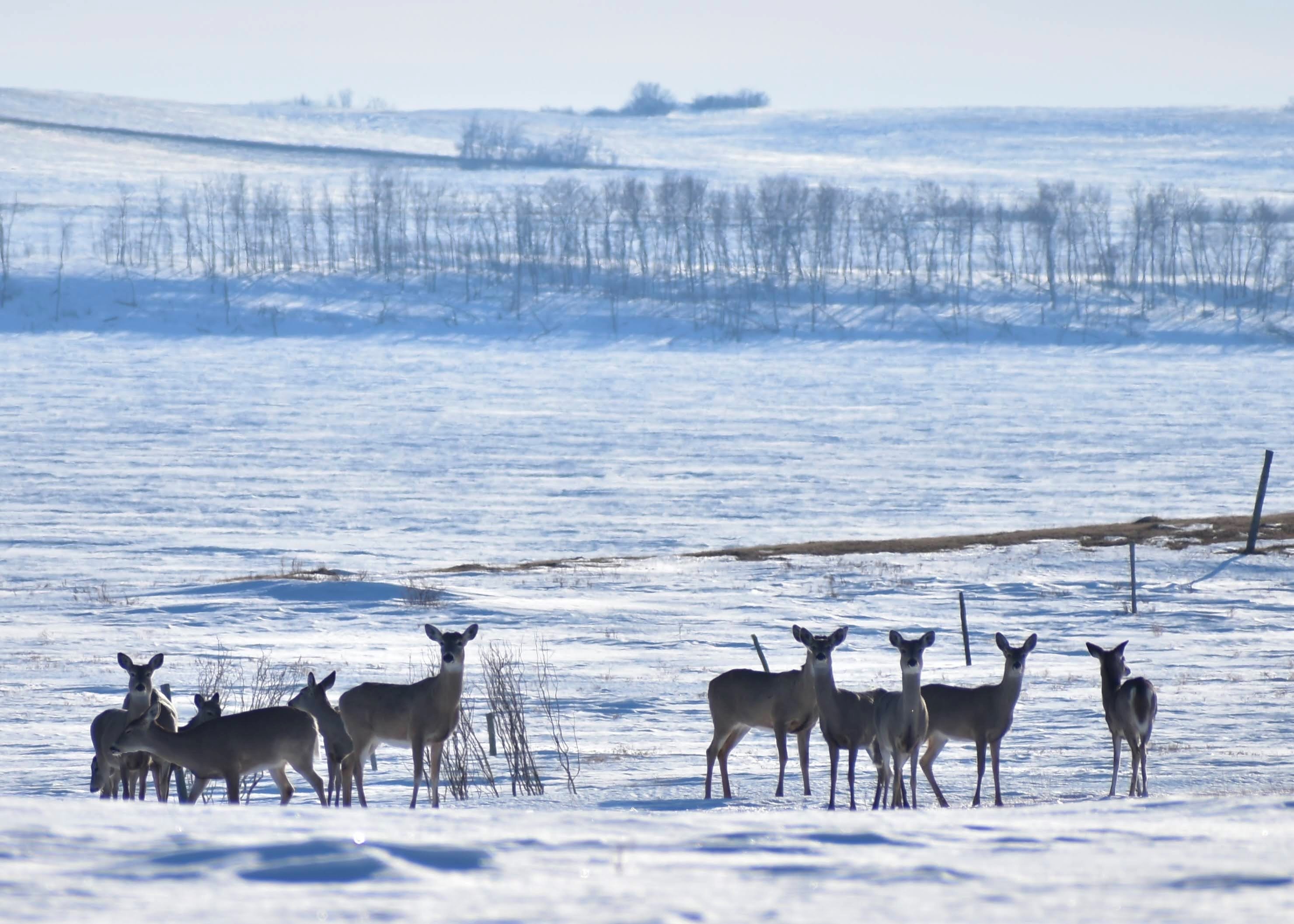 Your Saskatchewan Photo Of The Day March 2024 Globalnews Ca   Wednesday Tammy Anderson Near Cudworth SK 