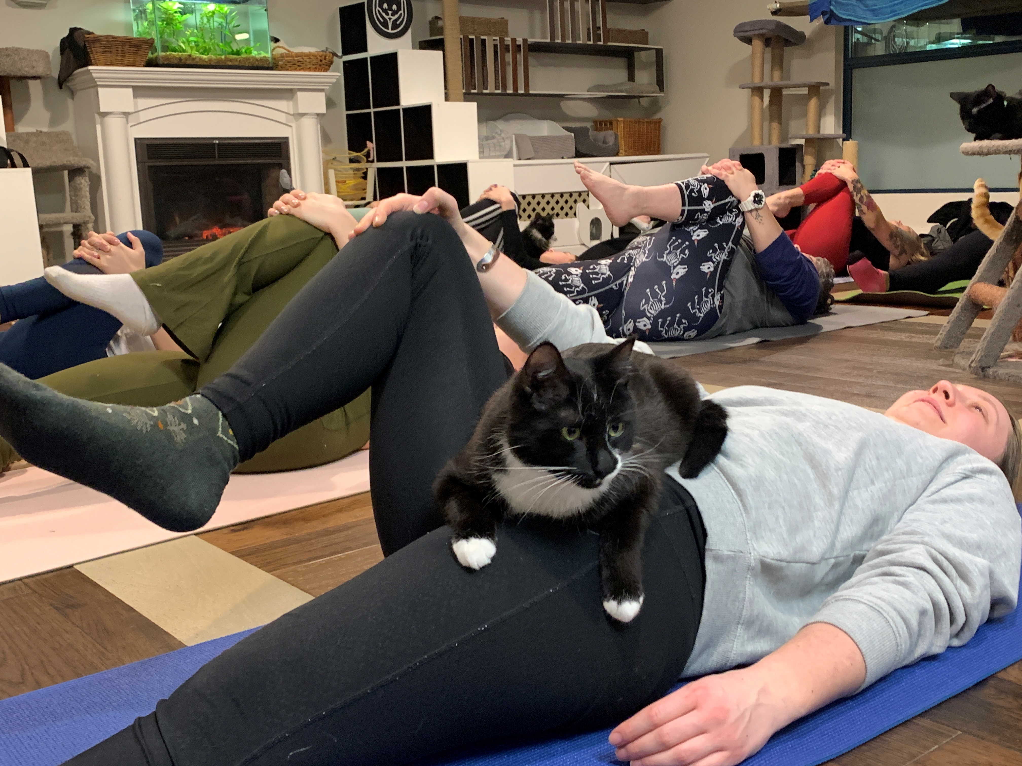 Мнозина го смятат за мяукането на котката — йога с