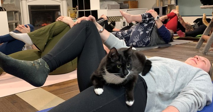 Келоуна, Британска Колумбия часовете по йога с котки предлагат изобилие от „котешки манипулации“