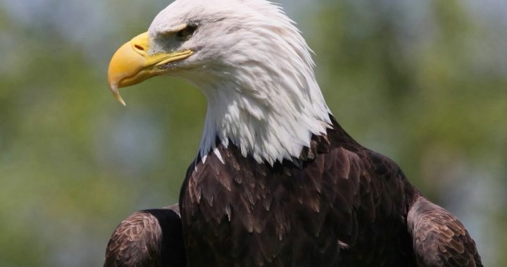 Ексклузивно: Открито е първото документирано гнездо на плешив орел в Торонто