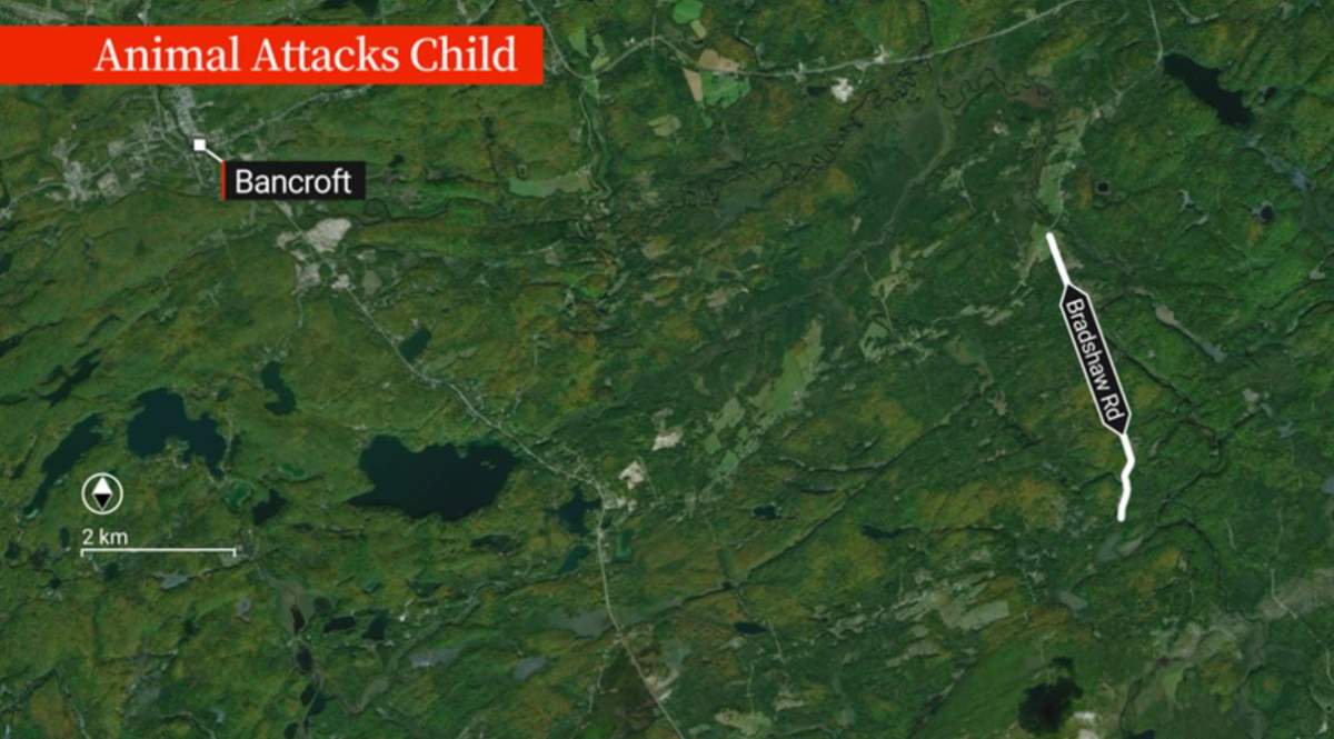 Bancroft OPP say a child was attacked by an animal in the area of Bradshaw Road.