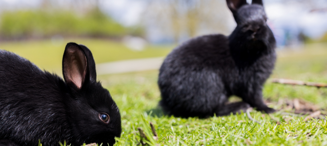 Jericho Beach’s feral rabbits are an invasive species colony, says park board