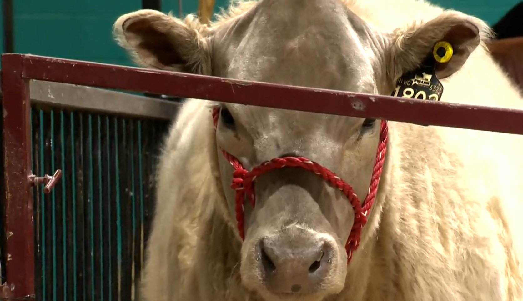 Agriculture, entertainment top of mind at Brandon winter fair