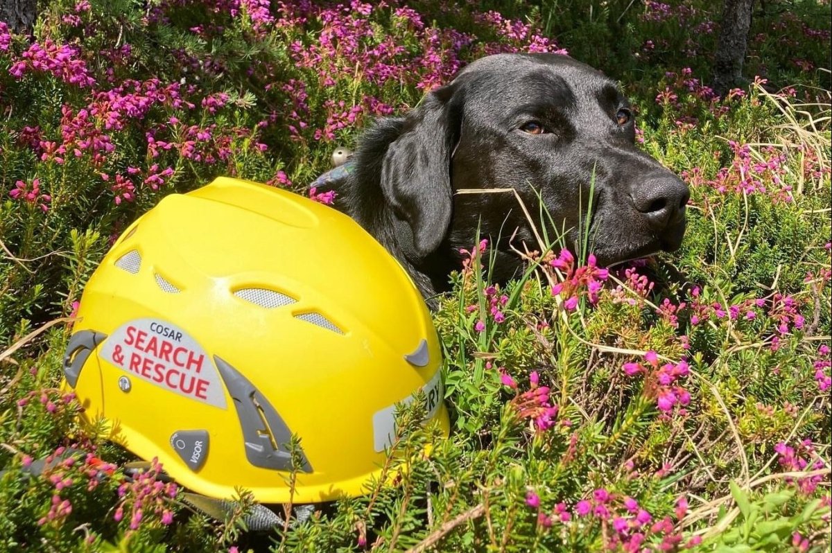 Central Okanagan Search and Rescue has announced one of its four-legged members was killed in what it's calling a “tragic accident.”.