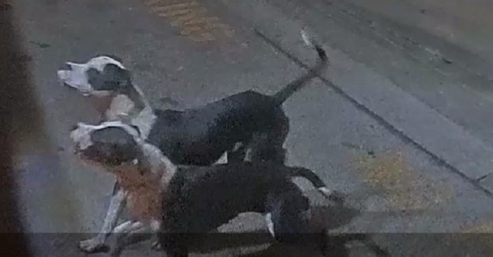 Investigators previously released this image of the two dogs that were reportedly involved in the attack.