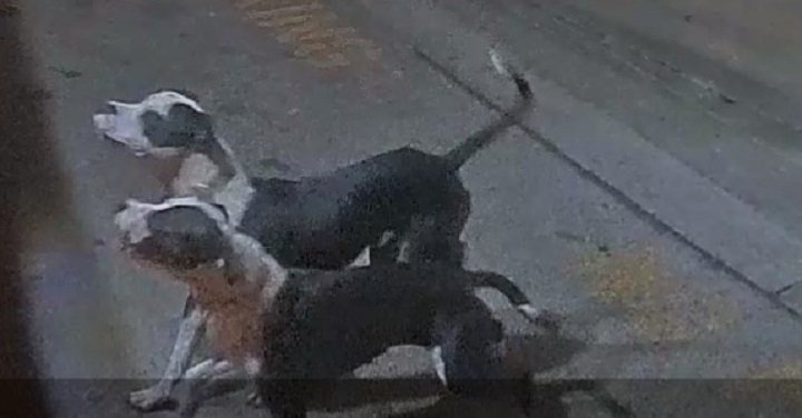 Dogs behind violent attack on woman still not found, even after Toronto ...