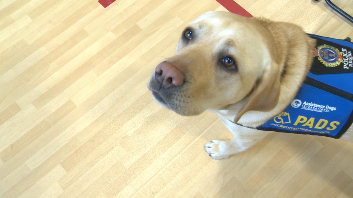 The Regina Police Service announced its new accredited assistance facility dog, Sinclair.