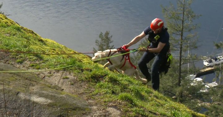„Той имаше голям късмет“: Куче е спасено на Quarry Rock в Северен Ванкувър