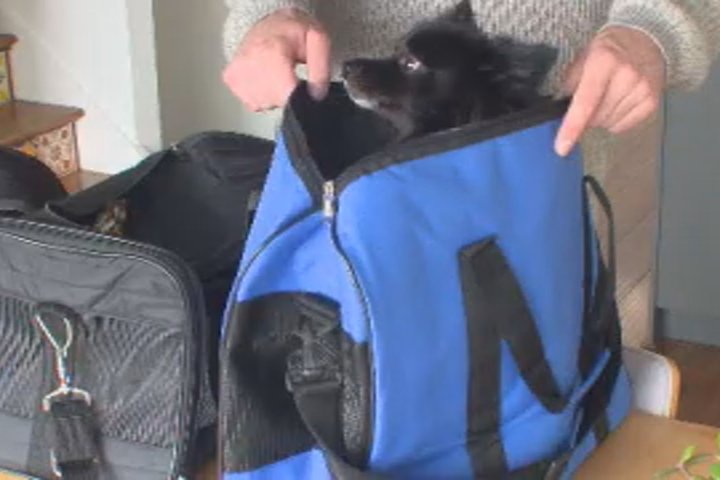 West Kelowna traveller pushing for airline to improve its pet policies