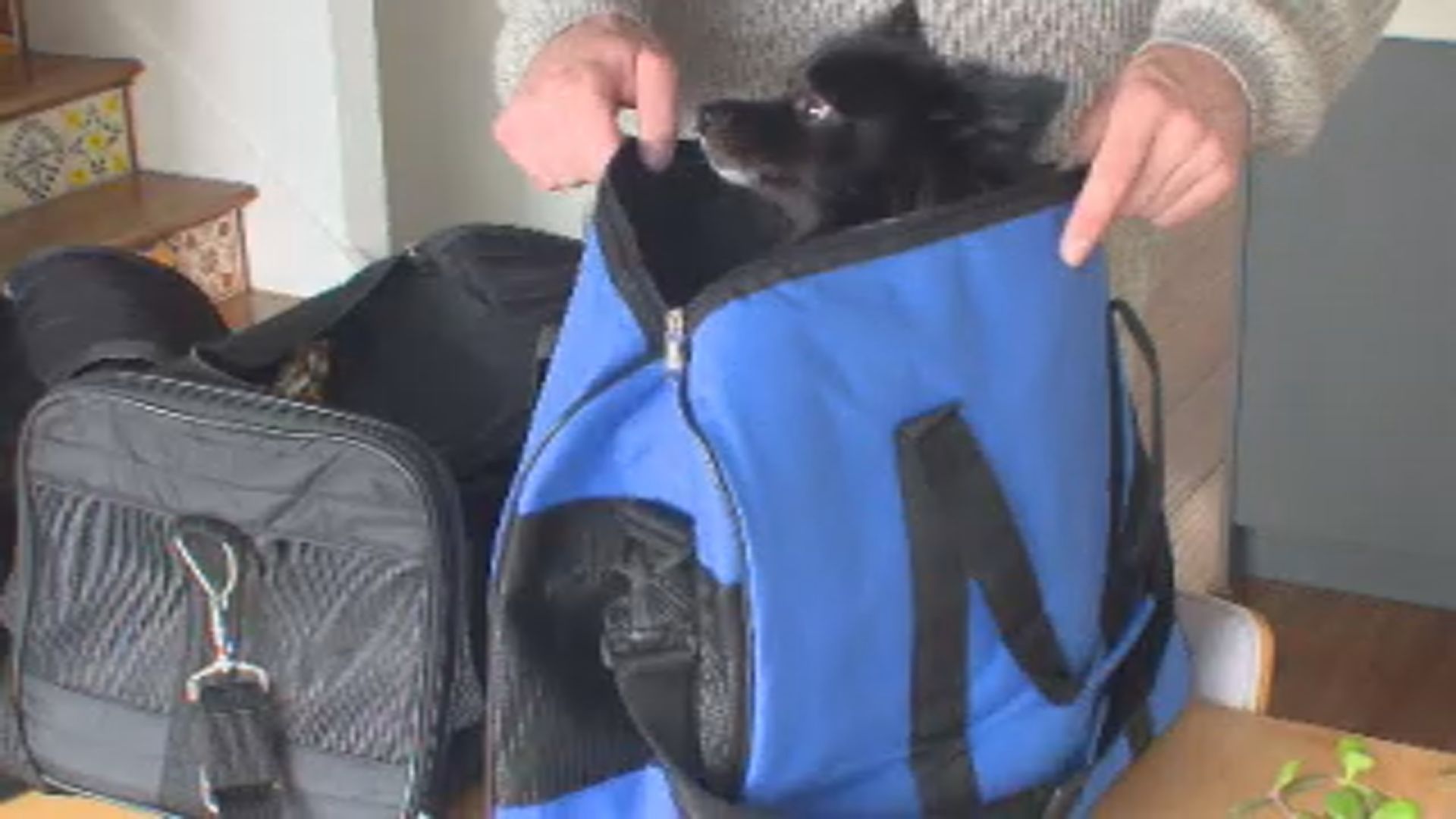 West Kelowna traveller pushing for airline to improve its pet policies