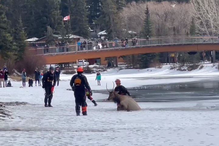 Elk rescued from icy waters of Bow River in Banff