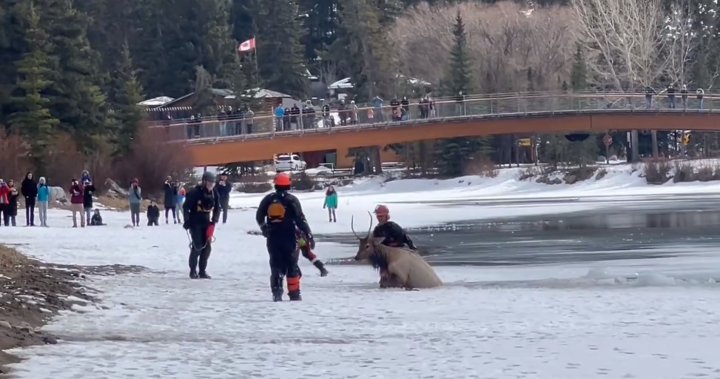 Elk rescued from icy waters of Bow River in Banff