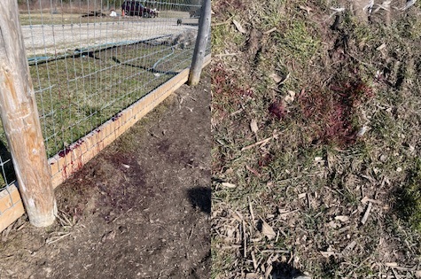 Pictures of blood on the fence and ground.