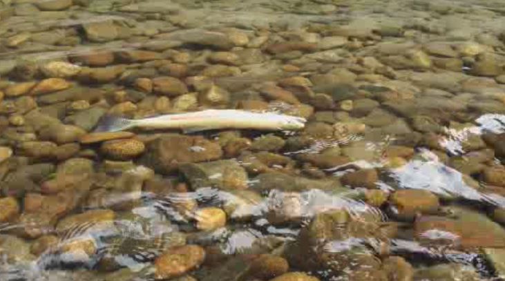Fish at risk due to low stream flows in the Okanagan
