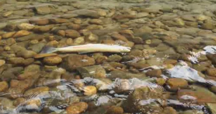 Риба в риск поради ниските потоци в Оканаган