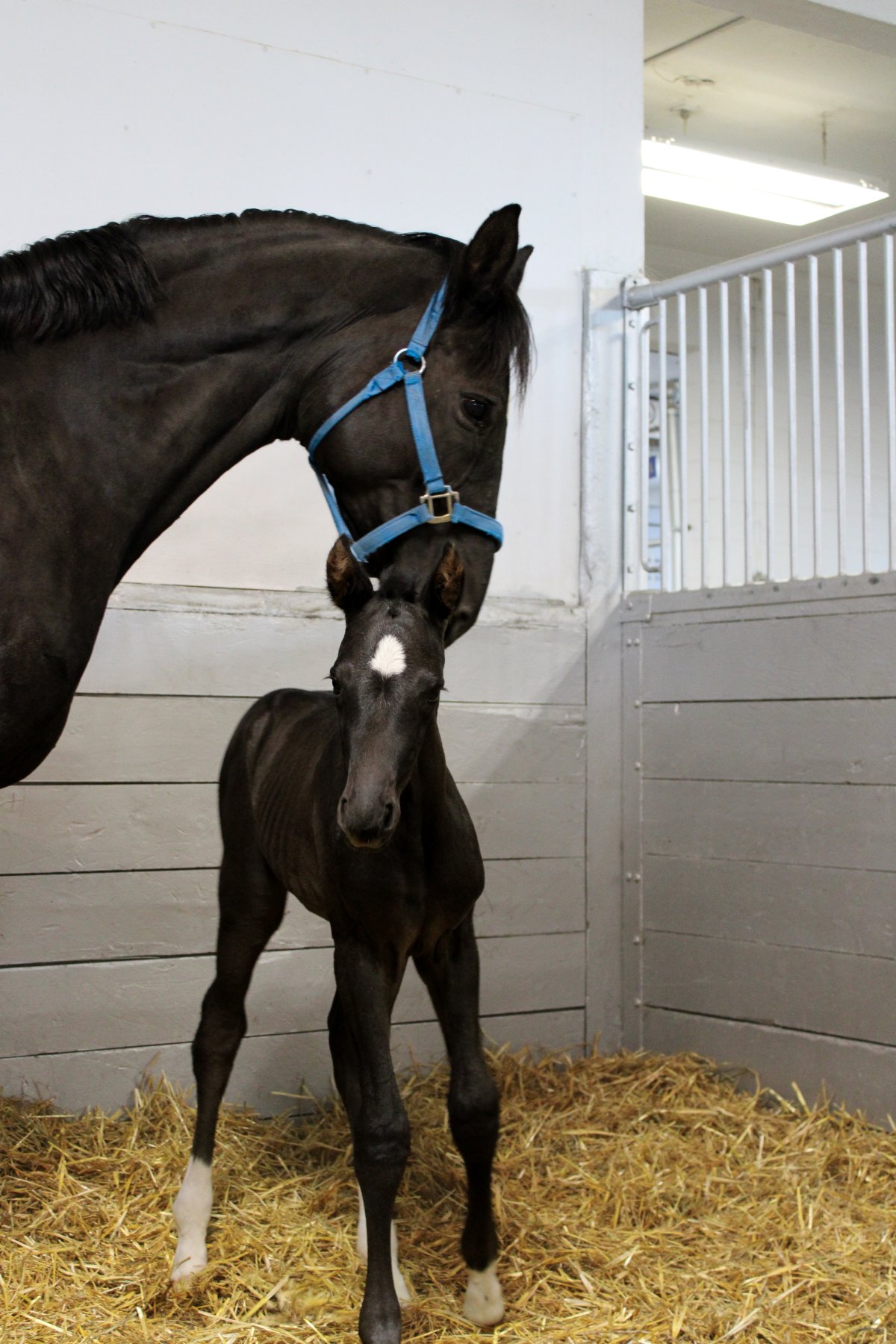 The RCMP Musical Ride Breeding Program is one of the largest licensed Hanoverian breeders in Canada.