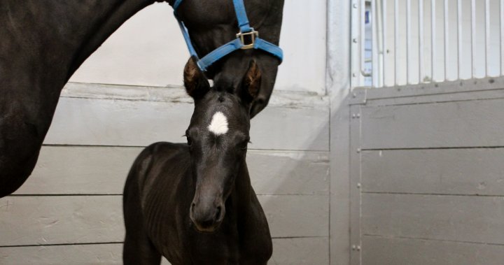 RCMP’s ‘Name the Foal’ contest to name new police horses now open for entries
