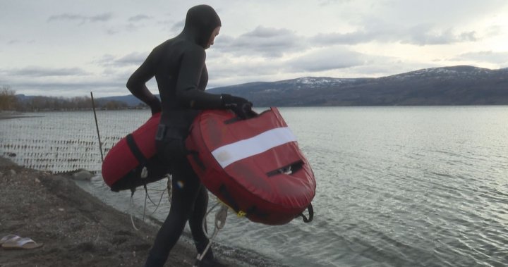 奥卡纳根湖中的自由潜水者训练