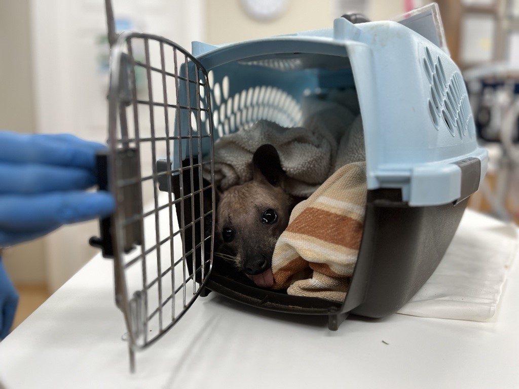 Ново животно в рехабилитационен център за диви животни в Нова