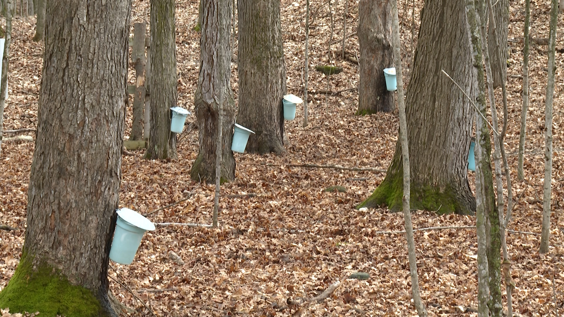 Maple Madness returns for 41st year