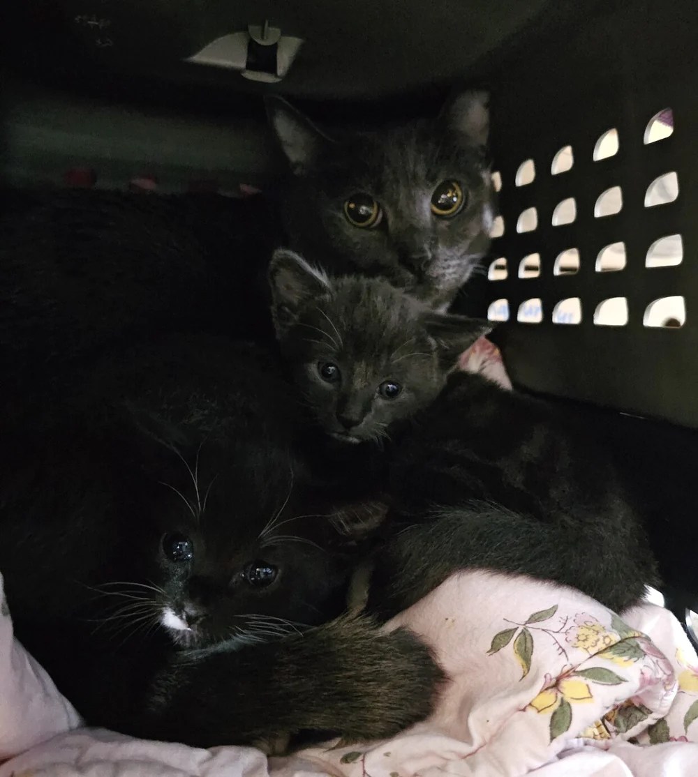 A mother cat and two kittens seized from a Delta home.