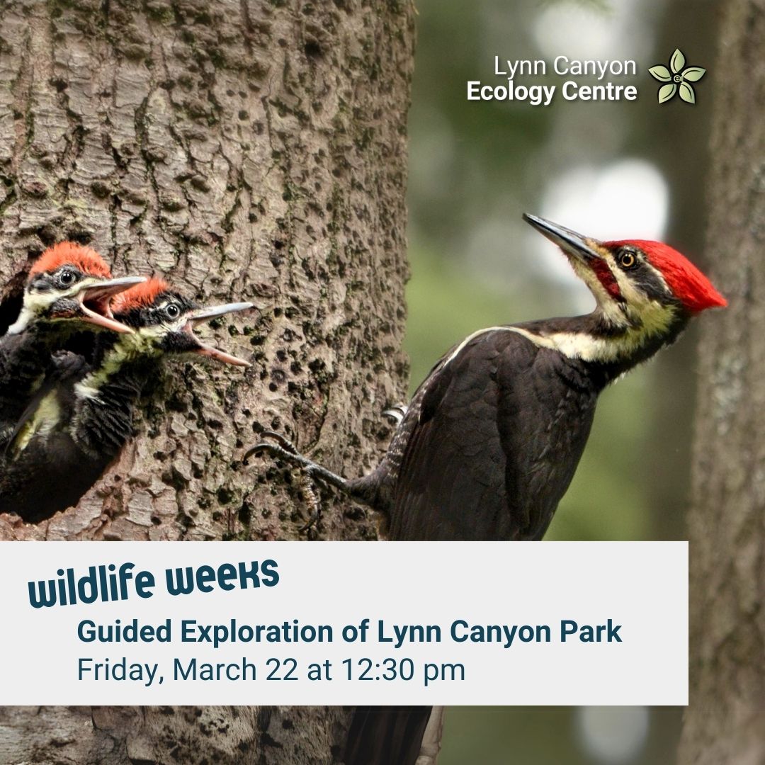 Guided Exploration of Lynn Canyon Park – Wildlife Weeks at the Ecology Centre - image